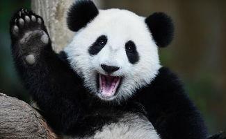 娱乐吃瓜熊猫,娱乐界新宠儿