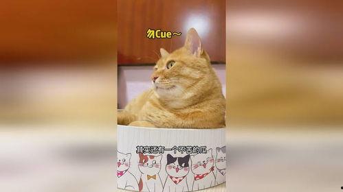 娱乐猫吃瓜,揭秘娱乐圈那些不为人知的幕后故事